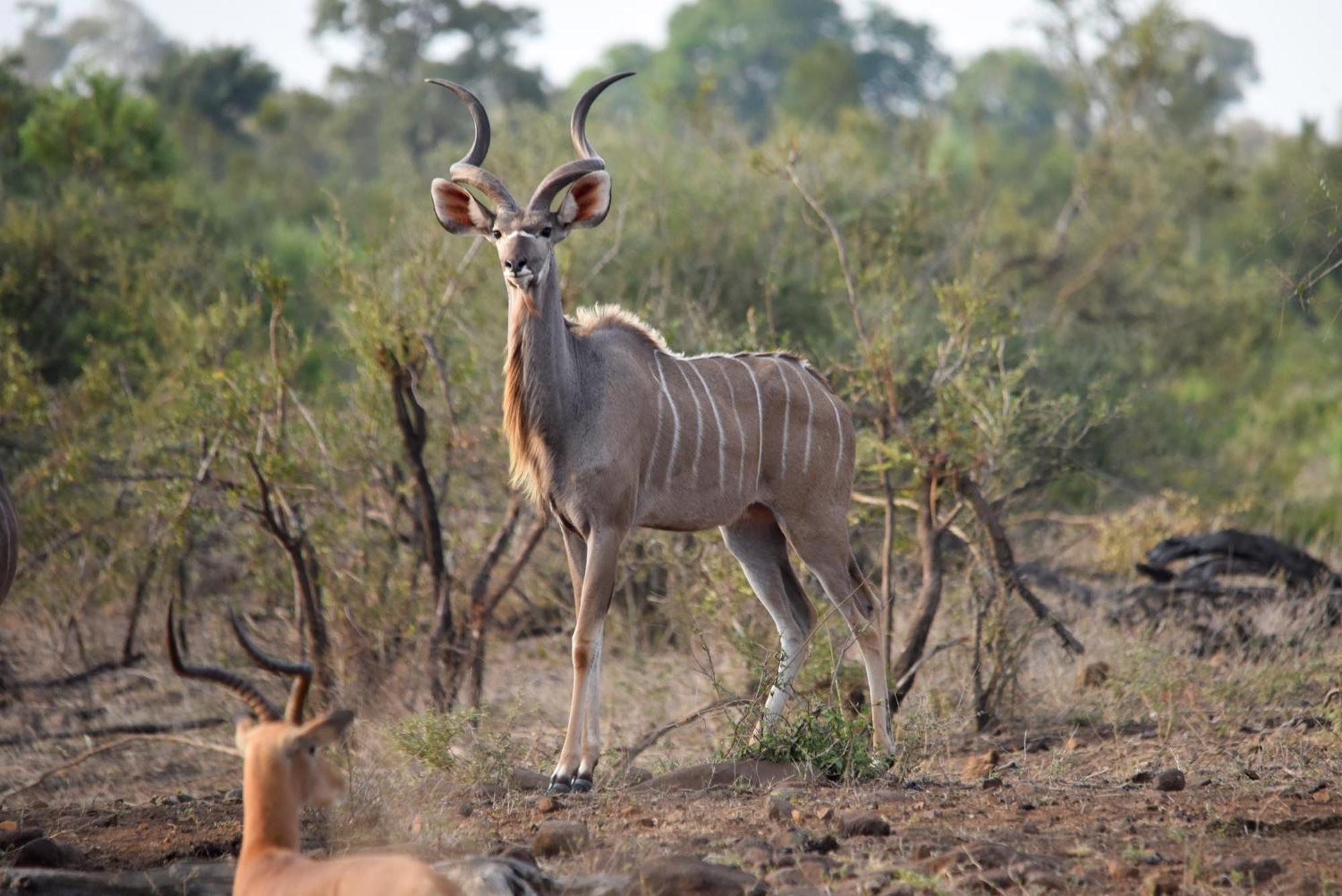 Mziki Safari Lodge Vaaldam Buitenkant foto