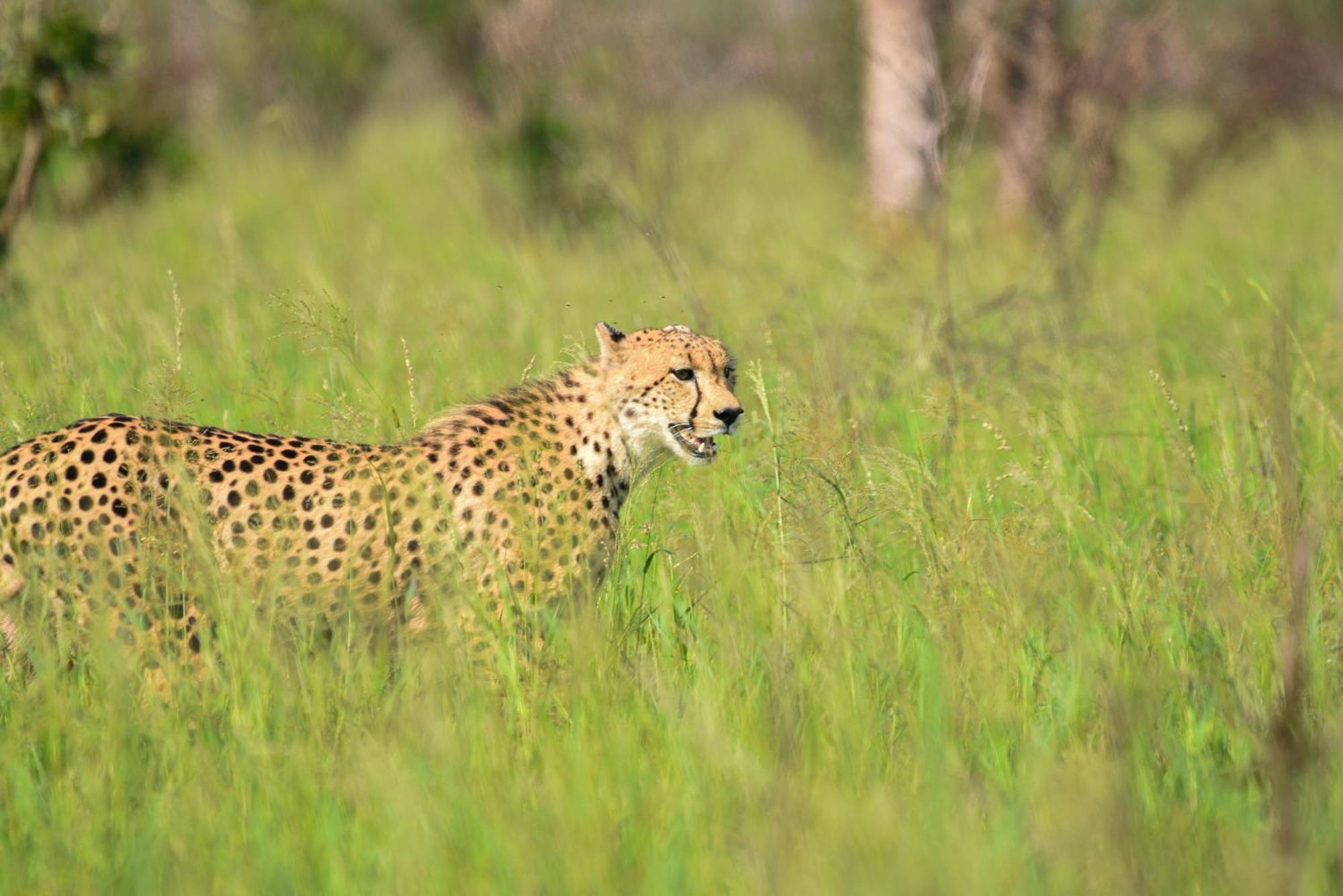 Mziki Safari Lodge Vaaldam Buitenkant foto