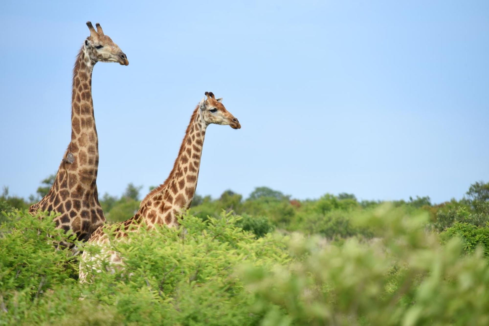 Mziki Safari Lodge Vaaldam Buitenkant foto