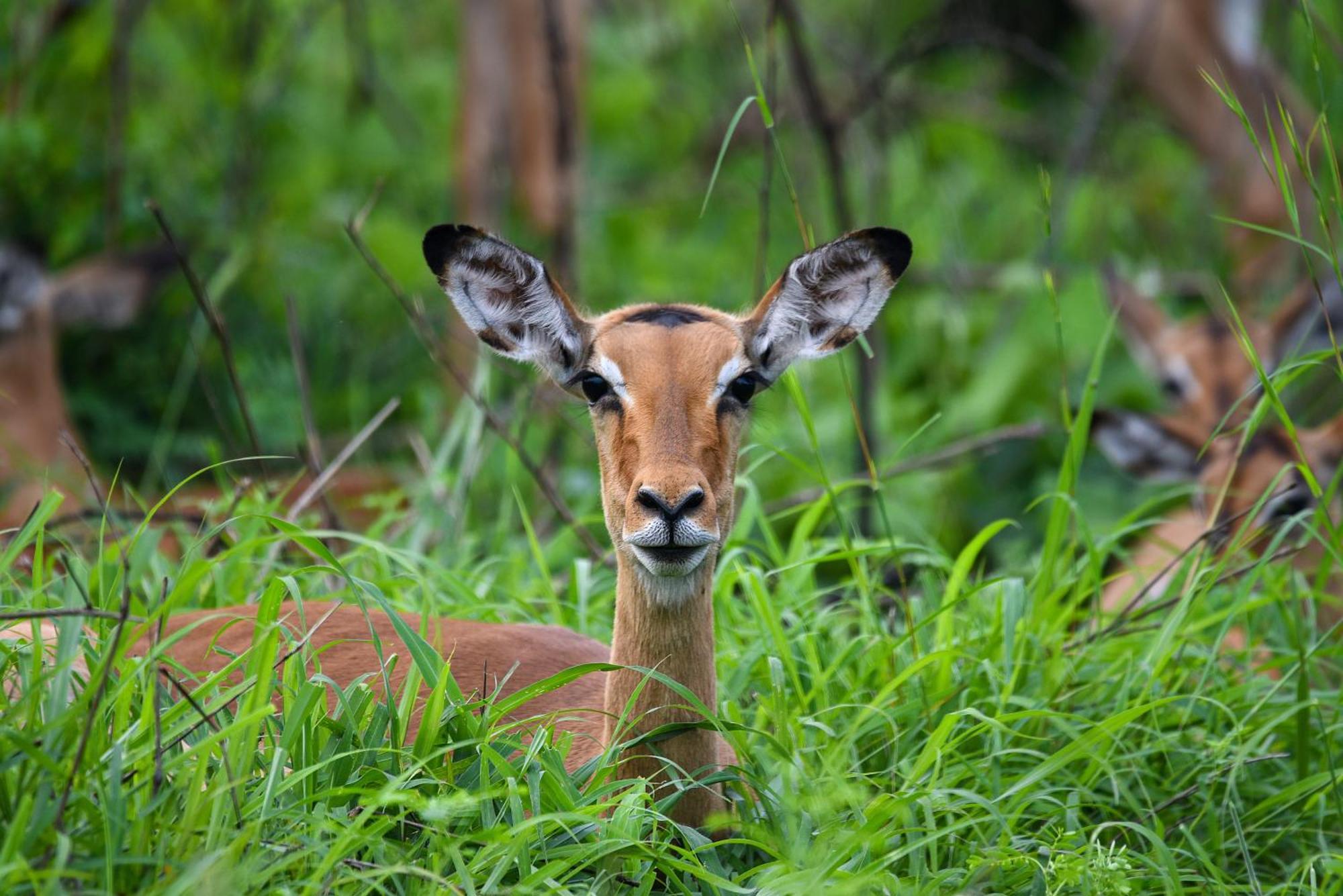 Mziki Safari Lodge Vaaldam Buitenkant foto